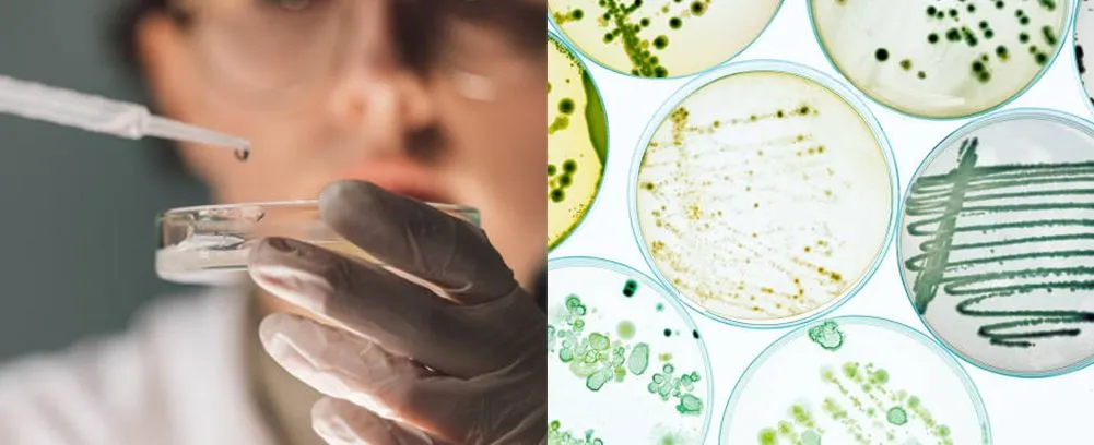 Laboratory glass petri dish 100mm application