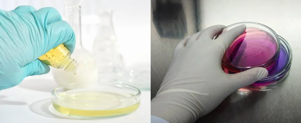 application of Laboratory glass petri dish 90mm application of Laboratory glass petri dish 90mm